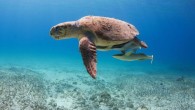 With three knots of wind, a rising tide and minimal cloud coverage, I eagerly walked out into the shallow waters of Bimini, Bahamas in search of adventure. Just 20ft out and snap, the handle of my underwater camera housing broke […]