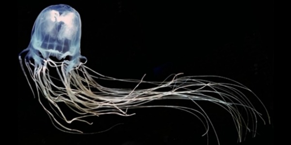 Merhabalar!!! Bugün sizlere, sualtında herdaim dikkatimi çeken ve beni büyüleyen