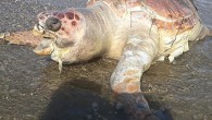 İzmir’in Urla ilçesinde cumartesi gecesi yaklaşık 1 metre büyüklüğündeki ölü caretta caretta kıyıya vurdu. İddiaya göre, caretta carettanın alınması için pazar günü yetkililere haber verildi ancak ölü kaplumbağayı almak için belediyeye ait ait çöp kamyonu getirildi. Hayvanseverlerin çöp kamyonuna tepkisi […]
