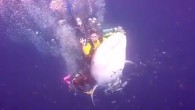 Several divers have been arrested in West Papua, Indonesia, after a video posted on Twitter showed the divers riding a whale shark in Cendrawasih Bay, according to a report in the Asian online journal Coconuts. The video, which swiftly went […]