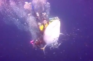 Several divers have been arrested in West Papua, Indonesia, after