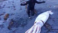 Yeni Zelanda’nın başkenti Wellington’da karaya vurmuş halde olan dev mürekkep balığı bulundu. Dev balığın sosyal medyaya yüklenen fotoğrafları büyük ilgi gördü. Dalgıç olan Daniel, Jack ve Matthew Aplin kardeşler, Yeni Zelanda’nın başkenti Wellington’un güneyindeki kıyı şeridinde yüzmek için bir yer […]
