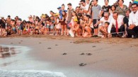 Kaplumbağaları Koruma Cemiyeti, Kuzey Kıbrıs’ta ilk kez 12 deniz mili açıkta yaban hayatını gözleme çalışması yaptı. Kaplumbağaları Koruma Cemiyeti (SPOT) tarafından, Exeter Üniversitesi ve BirdLife International danışmanlığında, Kuşları ve Doğayı Koruma Derneği (KUŞKOR) kuş gözlemcilerinin desteği ile yürütülen çalışmalar çerçevesinde, […]