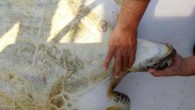 Levent YENİGÜN/KEMER (Antalya), (DHA) – ANTALYA’nın Kemer ilçesinde ön kollarının arasına olta iğnesi saplanan ve sırtında yara bulunan yeşil deniz kaplumbağası kurtarıldı. Kaplumbağa tedavisi için Dalyan’daki merkeze gönderildi. Kemer’in Beldibi Mahallesi’ndeki 5 yıldızı Rixos Sungate Otel’in içerisinde bulunan Akdeniz Dalış […]