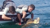 Çanakkale’nin Lapseki ilçesi Gürecealtı açıklarında uzatma ağına takılan deniz kaplumbağasını (caretta caretta) Sahil Güvenlik ekipleri tarafından kurtarıldı. Sahil Güvenlik Komutanlığı’ndan yapılan açıklamada, “9 Eylül 2018 tarihinde saat 09.00’da, Çanakkale ili Lapseki ilçesi Gürecealtı açıklarında bir deniz kaplumbağasının (caretta caretta) uzatma […]