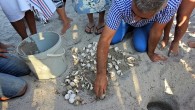 İzmir’in Çeşme ilçesinde ilk kez yumurta bırakan Caretta Caretta’nın yavruları yumurtalarından çıkarak denizle buluştu. Çeşme’nin Alaçatı Mahallesi Mehmet Kuyu mevkindeki Plage Isolce Beach Club’a 26 Temmuz tarihinde gelerek, Çeşme’de ilk kez yumurta bırakan Caretta Caretta’nın yavruları yumurtalarından çıkarak denizle buluştu. […]