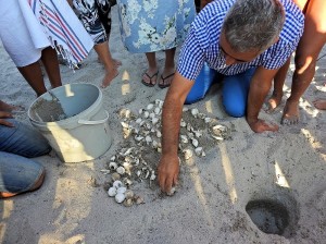 İzmir’in Çeşme ilçesinde ilk kez yumurta bırakan Caretta Caretta’nın yavruları