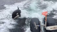 SAN DIEGO – Four San Diego fishermen got the show of a lifetime over the weekend when they were fishing in Mexican waters south of the Coronado Islands. Tyler Bartholomew was celebrating his 40th birthday with his friends by trolling […]
