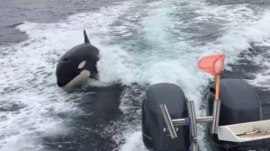 SAN DIEGO – Four San Diego fishermen got the show