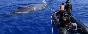 Biraz nostalji.2002 yılında Fethiye açıklarında kaçak kılıç balığı ağına yakalanan