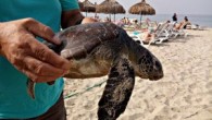 Kuşadası’nda plaja iki Chelonia mydas türü yeşil deniz kaplumbağası ölüsü vurdu. Yapılan kontrollerde kaplumbağaların üzerinde herhangi bir yara ve kesik izine rastlanmadı. Kuşadası’nda sahil sitelerinin bulunduğu bölgede plaja iki Chelonia mydas türü yeşil deniz kaplumbağası ölüsü vurdu. Sahil sitelerinde bulunan […]