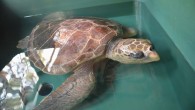 Mersin’deki tedavileri tamamlan 3 caretta caretta cinsi kaplumbağa denizle buluştu. Vatandaşlar ve çocuklar, hayvanların suyla buluşmasını ilgiyle izledi. Mersin’de uzun süren tedavilerinin ardından sağlığına kavuşan 3 caretta caretta cinsi kaplumbağanın denizle buluşması dolayısıyla Deniz Kaplumbağaları Kurtarma Rehabilitasyon ve Bilgilendirme Merkezi […]