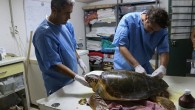 Deniz Kaplumbağaları Araştırma, Kurtarma ve Rehabilitasyon Merkezi(DEKAMER), üniversite ile çevrecileri karşı karşıya getirdi. DEKAMER’in kapanma tehlikesiyle karşı karşıya olduğunu belirten çevreciler önlem alınmasını isterken, rektörlük ise; “DEKAMER’in kapatılmasını değil, denetlenmesini istiyoruz” diye açıklama yaptı. Muğla’da bulunan Denizli Pamukkale Üniversitesi(PAÜ)’ne bağlı […]