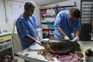 Deniz Kaplumbağaları Araştırma, Kurtarma ve Rehabilitasyon Merkezi(DEKAMER), üniversite ile çevrecileri
