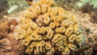 Eusmilia is easy to spot, with its large tubular ­corallites and pale-yellow color. Being the only species like it in the Caribbean, this recognizable coral should be easy to spot and a joy to photograph. Eusmilia colonies can grow into […]