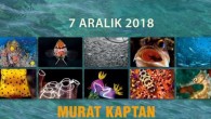 Malezya ve Endonezya’da çekmiş olduğum sualtı fotoğraflarından oluşan sunumumla genç arkadaşlarım ve değerli hocalarımla Ege Üniversitesi Su Ürünleri Fakültesinde buluşacağız. Dekan hocam Prof. Dr. Uğur SUNLU ve Dr.Öğr. Gör. Levent YURGA hocama nazik davetleri için teşekkür ederim. Tarih : 7 […]