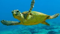 Köyceğiz’de deniz kaplumbağalarının korunması, yerli ve yabancı turistlerin bilinçlendirilmesi amacıyla hazırlanan ‘Ay Işığı’ projesinin hayata geçirildiği belirtildi. Muğla Köyceğiz Şehit Ömer Halisdemir Mesleki ve Teknik Anadolu Lisesi tarafından deniz kaplumbağalarının korunması, yerli ve yabancı turistlerin bilinçlendirilmesi amacıyla hazırlanan “Ay Işığı” […]
