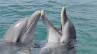 Researchers played videos on a TV screen through underwater windows Played scenes from Sir David Attenborough’s Planet Earth and Spongebob Squarepants among other shows Among bottlenose dolphins, males watched the television longer Dolphins did not appear to have favorite shows […]