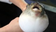 Japonya’nın popüler yemeği zehirli balon balığı, ehil olmayan şefler tarafından hazırlandığında ölüme varan sonuçlara yol açabiliyor. Sadece özel lisanslı şefler tarafından servis edilebilen balık fiyatıyla da cep yakıyor. Japonya’da ‘Fugu’ adıyla bilinen ve riskli hazırlama süreci nedeniyle sıkı denetimlere tabi […]