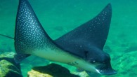 Researchers at a Dutch zoo have used a contraceptive method to control the breeding habits of a highly fertile species of ray for the first time. The breakthrough by biologist Max Janse and vet Henk Luten at Burgers’ Zoo in […]