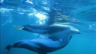 THERE’S AN AWFUL LOT WE don’t know about dolphin and porpoise sex. It mostly takes place underwater (though some versions involve a leap), and at seemingly random intervals. Different species also do it different ways—belly to belly, or perhaps a […]