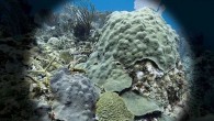 Orbicella faveolata is an important ­reef-building coral that forms large, ­mountainous colonies. Juvenile corals are rather mundane, while adult colonies can grow to an impressive size. Orbicella grows by encrusting. A new colony can start from a single polyp, which […]