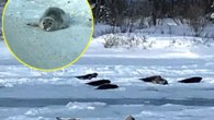 Kanada’da foklar, suların donması nedeniyle Newfoundland Adası’nda mahsur kaldı. Uzmanlar, körfezin hızla donması sonucu hayvanların okyanusa doğru gitmek yerine kasabaya indiklerini belirtti. Kanada’da foklar, suların donması sonucu Newfoundland Adası’nda mahsur kaldı. Kasabanın sokaklarında dolaşan foklar trafiğin aksamasına neden olurken insanların […]