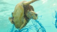 Dünya Doğayı Koruma Vakfı raporunda Akdeniz’in plastik kirliliği seviyesi en yüksek denizlerden biri olduğu belirtilerek bu atıkların başlıca kaynağının günde 144 ton ile Türkiye olduğu kaydedildi. Dünya Doğayı Koruma Vakfı (WWF) tarafından hazırlanan ‘Plastik Kapanından Çıkış: Akdeniz’i Plastik Kirliliğinden Kurtarmak’ […]