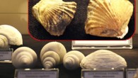 Bodrum’daki müzeye bir iş insanı tarafından bağışlanan deniz kabukları koleksiyonunda 460 milyon yıllık deniz kabuğu fosili tespit edildi. Muğla’nın Bodrum ilçesinde, Bodrum Deniz Müzesi’nde sergilenmeye başlanan deniz kabuğu koleksiyonunda 460 milyon yıllık fosil bulundu. İş adamı Hasan Güleşçi’nin farklı ülkelerden […]