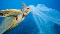 Deniz canlılarının tek kullanımlık plastiklerden etkilenme oranına yönelik bir inceleme, plastik kullanımının canlılar üzerindeki ölümcül etkisini gözler önüne serdi. Greenpeace Araştırma Laboratuvarları’nın, farklı üniversitelerden bilim insanları ile birlikte yaptığı çalışma kapsamında Pasifik ve Atlantik Okyanusları ile Akdeniz’deki deniz kaplumbağaları incelendi. […]