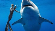 Bu gönderiyi Instagram'da gör Ocean Ramsey #OceanRamsey (@oceanramsey)'in paylaştığı bir gönderi (16 Oca, 2019, 6:57öö PST) Deep Blue, a massive great white shark believed to be 20-plus feet long, made waves this week after being sighted multiple times off the […]