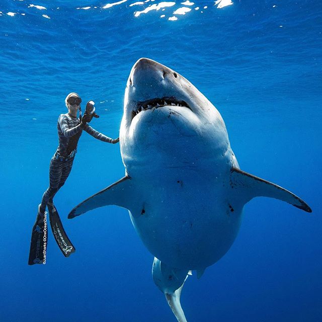 Bu gönderiyi Instagram'da gör Ocean Ramsey #OceanRamsey (@oceanramsey)'in paylaştığı bir