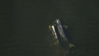 A third North Atlantic right whale calf has been spotted by a state of Florida research team off the coast of northern Florida, giving hope to scientists after a slow start to the season. “Every calf is exciting,” said Philip […]