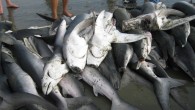 On January 23, 2019, Reps. Gregorio Kilili Camacho Sablan (I-MP) and Michael McCaul (R-TX) introduced the Shark Fin Sales Elimination Act to ban the buying and selling of shark fins in the United States. Shark finning, the practice of cutting […]