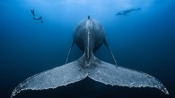 In the sapphire-to-stygian waters that cover 70 percent of Earth’s surface, fish school in iridescent sheets, whales sing mournful tunes, and jellyfish bloom like wildflowers. The ocean is a teeming mystery that most of us rarely dip our toes in. […]