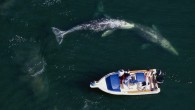 by Larry Pynn If you see a gray whale cruising offshore, it’s fairly easy to guess, based on little more than its size, whether it’s an adult or a juvenile. But without digging through a dead whale’s earwax or examining […]