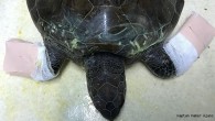 Muğla Ortaca’daki Deniz Kaplumbağaları Araştırma Kurtarma ve Rehabilitasyon Merkezi’nde (DEKAMER) tedavi altındaki yeşil deniz kaplumbağası telef oldu. 19 Ocak’taMarmaris BelediyesiTemizlik İşçileri Müdürlüğü personeli tarafından yaralı bulunan ve “Turkuaz” adı verilerek merkezde tedavi altına alınan yeşil deniz kaplumbağası yaşamını yitirdi. DEKAMER’den […]