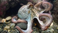 BOSTON (AP) — Mythology and superstition have portrayed octopuses as alien beings or evil creatures dwelling in the terrifying dark depths of oceans. Little wonder, considering they are a bit unusual. The giant Pacific octopus has three hearts, nine brains […]