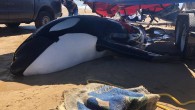A volunteer involved in rescue efforts for a large killer whale which became stranded, and later died, at a beach in Tasmania’s North on Saturday has praised the work of park rangers and others who came to the animal’s aide. […]