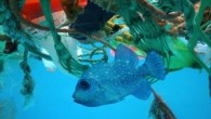 WWF-Türkiye, ‘Plastik Kirliliğine Hayır’ başlıklı imza kampanyası başlattı. WWF-Türkiye, her yıl denizlere karışan plastik atık miktarının 8 milyon ton olduğu ve Akdeniz’e Türkiye’den günde 144 ton atık aktarıldığı belirtti. Doğal Hayatı Koruma Vakfı (WWF-Türkiye), denizleri plastik kirliliğinden kurtarmak için “Plastik […]