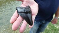 WMBF reported that Grand Strand, S.C. resident Ivy Hale found the 4-inch discovery while walking along the shore Sunday near 38th Avenue. “I almost couldn’t believe it,” Hale said. “I saw it out of the corner of my eye and […]