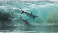 Photographer Sean Scott was shooting at a Western Australia beach a couple of years ago when he captured this beautiful photo of two sharks inside a large ocean wave. Scott was shooting with his Canon 5D Mark IV and a […]
