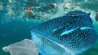 WWF (Dünya Doğayı Koruma Vakfı) plastik kirliliği krizine küresel bir çözüm bulunması yönündeki umutların tehlikeye girmesi üzerine acil bir destek çağrısında bulundu. Müzakerelerde sona yaklaşılırken, katılımcı ülkeler, denizlerde plastik kirliliğini durdurmak için, BM çatısı altında, uluslararası düzeyde ve hukuki bağlayıcılığı […]