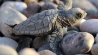 Antalya’nın Kemer ilçesindeki Çıralı Sahili’ne yumurtlayan caretta carettaların yuva sayısının azalması üzerine önlemler artırıldı. Caretta carettalar için 6 ay ücretli çalışacak 6 bekçi aranıyor. Dünyaca ünlü tatil beldesi Kemer’e bağlı Çıralı’da nesli tehlike altındaki caretta caretta türü deniz kaplumbağalarının yuva […]