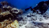 Parts of Florida and the Caribbean are currently suffering from a historic, ecosystem-altering coral disease outbreak. The situation is eliciting an unprecedented response from scientists, resource managers and the public in Florida. Here, divers have the opportunity to contribute to […]