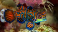 You would think that with its stained-glass coloration, it would be easy to spot mandarinfish. But you’d be wrong. With its vibrant, stained-glass coloration, divers may think it would be easy to spot mandarinfish on a reef. But don’t be […]