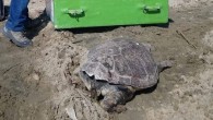 Kuşadası Kuştur Mevkii Adagöl kıyısında ölü caretta caretta ve yunus balığı kıyıya vurdu. Çevreciler, caretta caretta üzerinde yaptıkları ilk incelemede herhangi bir darp izine rastlamadıklarını açıkladılar. Aydın’ın Kuşadası ilçesi’nde bir caretta caretta ve bir yunus balığı ölüsü bulundu. Edinilen bilgiye […]