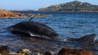 by Craig Leweck, Scuttlebutt When more than 48 pounds of plastic, including disposable dishes, a corrugated tube, shopping bags and a detergent package with its bar code still visible, was recently found inside a dead sperm whale in Italy, it […]