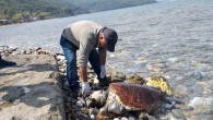 Kuşadası’nda kıyıya iki adet ölü caretta carettanın vurduğu bildirildi. Ekosistemi Koruma ve Doğa Sevenler Derneği Başkanı Bahattin Sürücü, caretta caretta türü iki iribaş deniz kaplumbağasının parçalanarak öldüğünü belirledi. Aydın’ın Kuşadası ilçesi sahilinde iki adet ölü caretta caretta bulundu. Güzelçamlı Mahallesi […]