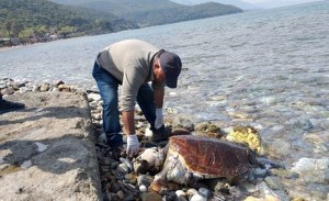 Kuşadası’nda kıyıya iki adet ölü caretta carettanın vurduğu bildirildi. Ekosistemi